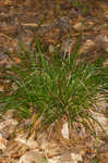 Wildenow's sedge